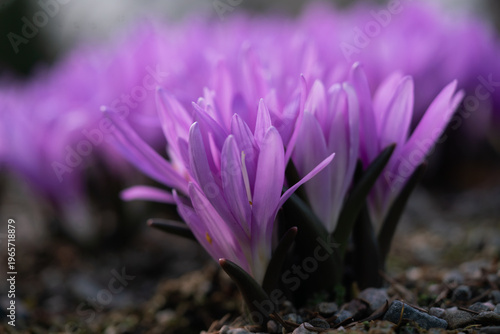 purple crocus flower