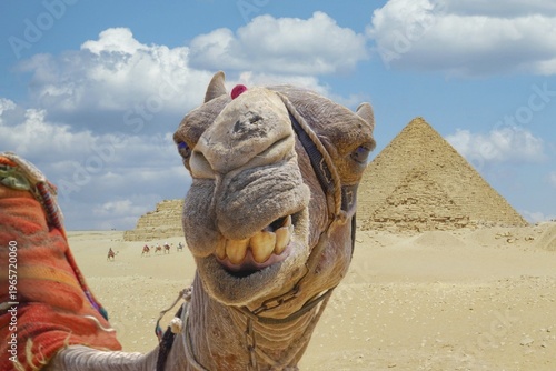 Camel in front of the pyramids of Giza, Giza, Cairo, Egypt