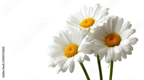 Three white daisies with yellow centers isolated on transparent background
