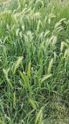 Fresh green wild grass with soft seed heads similar to barley swaying in the wind. Natural plant footage, spring wildflowers, and rural landscape texture.