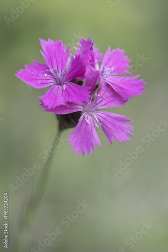 Carthusian Pink (Dianthus carthusianorum), Rothenstein nature reserve, Thuringia, Germany