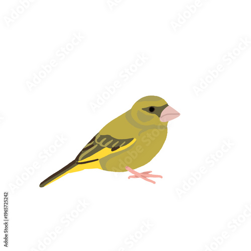 Common backyard birds clipart set with Ukrainian and English names, educational bird illustrations collection, European songbirds vector graphics with bullfinch jay sparrow blackbird