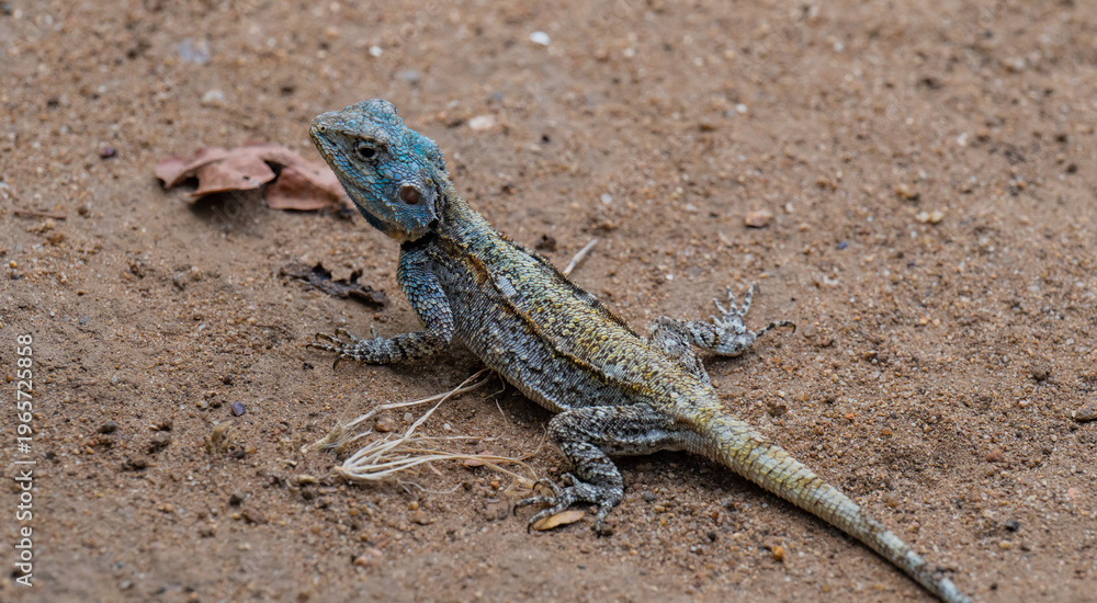 Obraz premium Acanthocercus atricollis, die Schwarzhalsagame oder Südliche Baumagame Echse im Krüger National Park - Kruger Nationalpark Südafrika