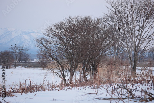 猛禽類が集まる木々と青い樺戸の山々　北海道美唄市