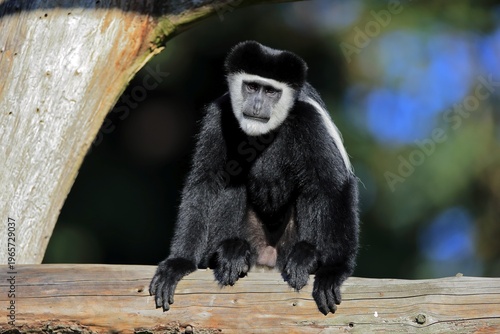 Mantled guereza (Colobus guereza), adult, alert, sitting, on tree, captive