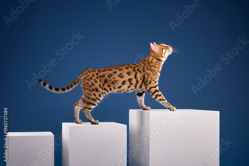 A Bengal cat carefully steps between white platforms in a studio with blue backdrop.