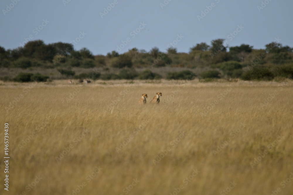 Naklejka premium Two cheetahs sitting in tall grass Kalahari Southern Africa wildlife safari