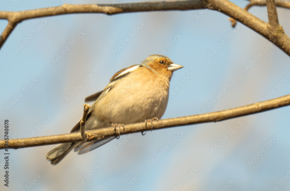 Fototapeta premium chaffinch on a branch on a spring day