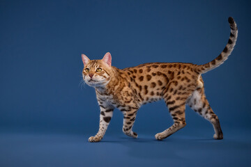 A Bengal cat strides across the frame with tail curled up against blue backdrop.