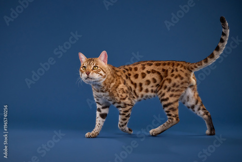 Cuadro en lienzo A Bengal cat strides across the frame with tail curled up against blue backdrop
