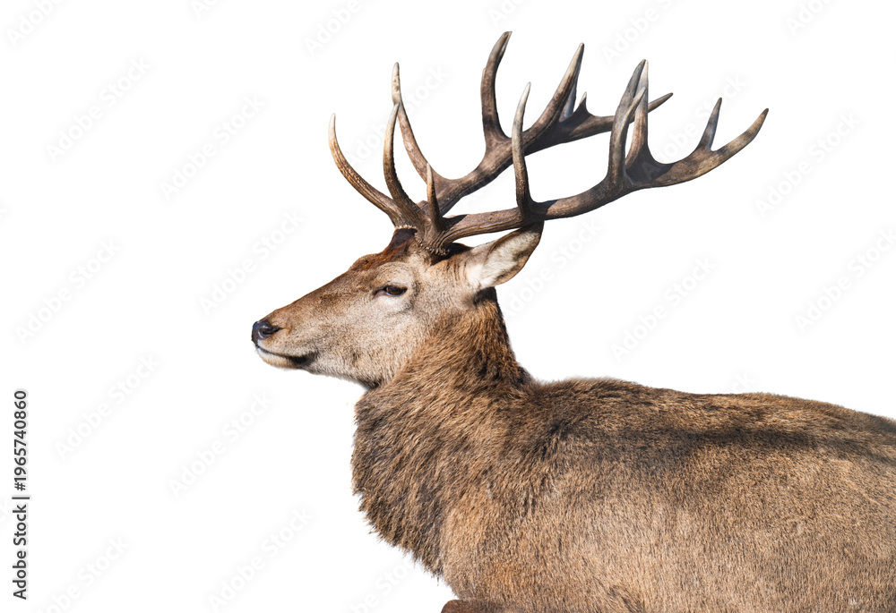 Naklejka premium deer isolated on a white background