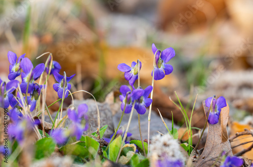 violets in a meadow in spring