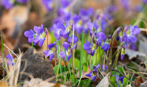 violets in a meadow in spring