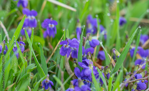 violets in a meadow in spring