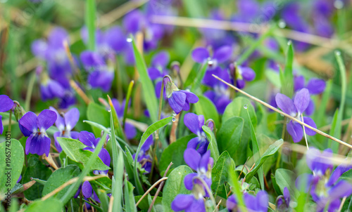 violets in a meadow in spring