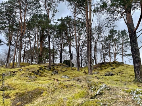 trees in the forest with mossy ground in the Nordic 