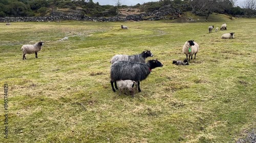 White lamb drinking milk from black sheep in Norwegian field