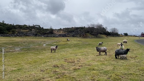 flock of sheep in the field with lambs