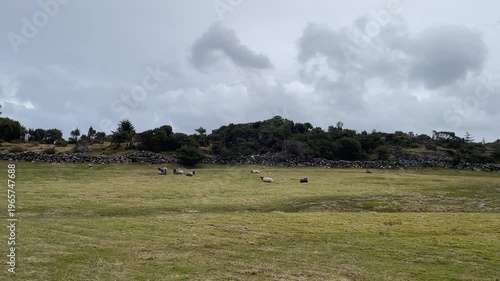 herd of sheep on pasture with stone fence 