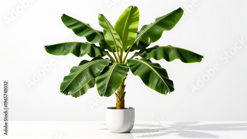 Vibrant Dwarf Banana Plant in White Pot, Lush Green Foliage on Clean Studio Background Setting
