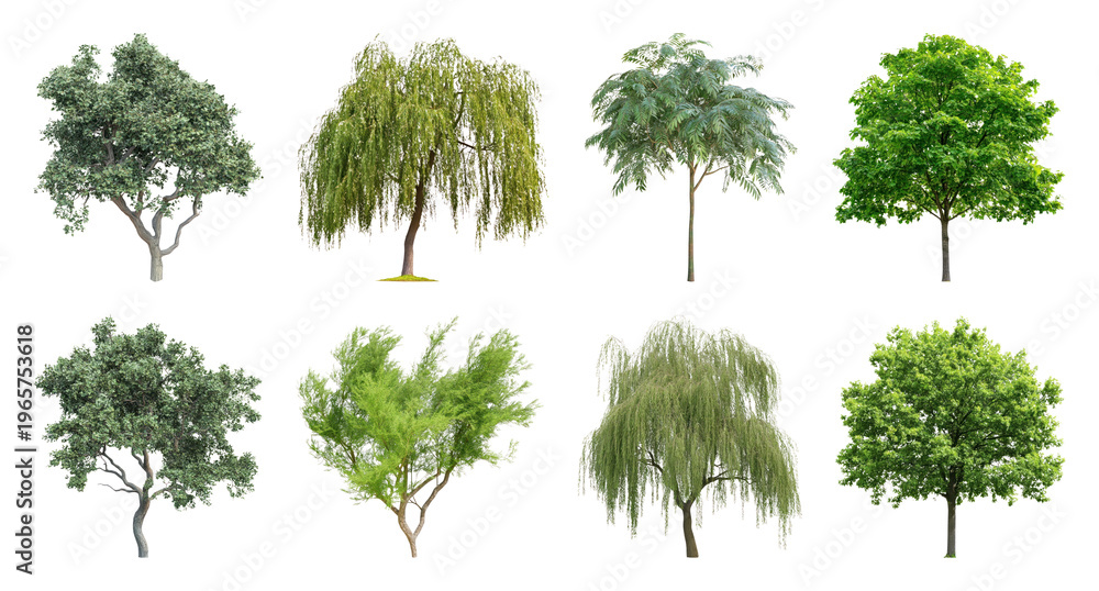 Fototapeta premium PNG Diverse trees with lush foliage on transparent background