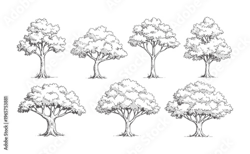 Seven hand drawn deciduous trees with textured foliage and trunks nature