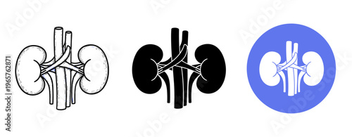 Kidneys and renal arteries: detailed illustrations in monochrome and color variations