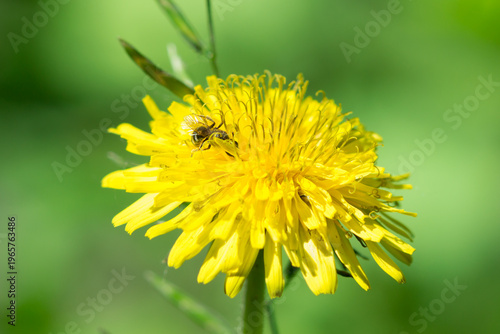 A bee of the family Halictidae feeding on the common dandelion (lat. Taraxacum officinale), of the family Asteraceae. Samara, Russia.