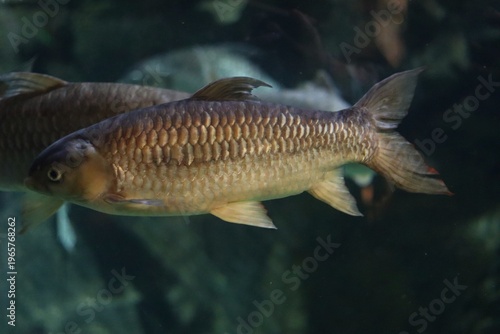 Detailed profile view of a large freshwater fish with prominent metallic golden-brown scales swimming gracefully in a dimly lit aquarium tank.