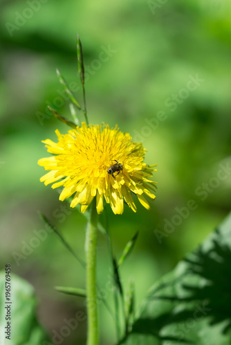 A bee of the family Halictidae feeding on the common dandelion (lat. Taraxacum officinale), of the family Asteraceae. Samara, Russia.