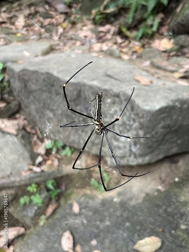 spider on a web