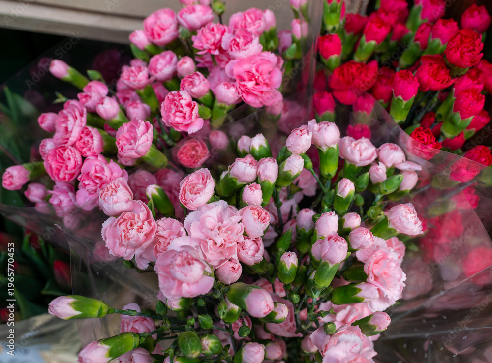 Fototapeta premium Dense florist display of pink and deep magenta spray carnations wrapped in transparent sleeves. Ruffled petals, clustered buds, and soft color variation make this image ideal for flower shop, bouquet,