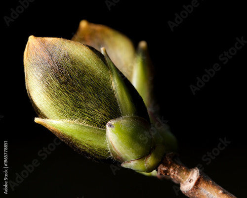 Fotografie New life emerging from a bud in nature's quiet embrace