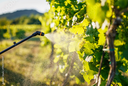 Tableau sur toile Close-up of pressure spray wand and mist applying to green vineyard foliage