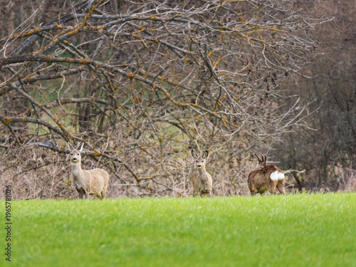 Mixed Group of Roe Deer in grassland environment