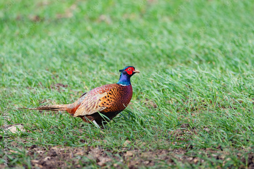 Fototapeta premium Colorful male pheasant in green grass portrait