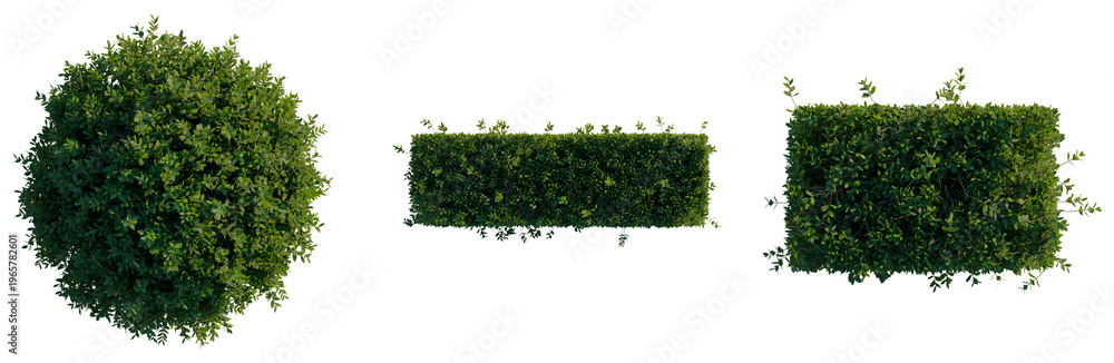 Obraz premium Murraya paniculata Min-a-min tree plan, top view, cutout, transparent background, isolate, Lush Greenery Foliage Texture Close Up Detailed Pattern Background Graphic Design Element