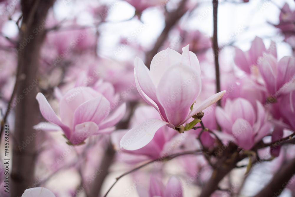 Obraz premium Close-up of pink magnolia flowers blooming on branches. Soft focus background with delicate petals and green leaves. Spring season atmosphere.