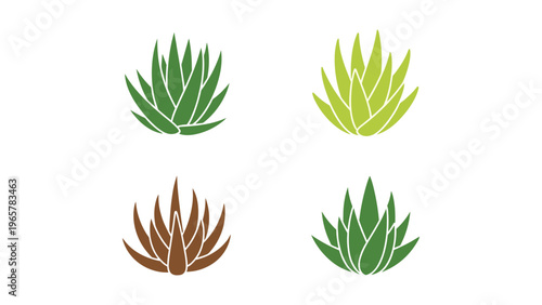 Four distinct varieties of aloe vera plants displayed in a simple design layout