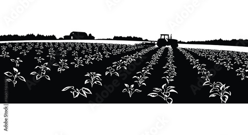 A rural landscape with a tractor working in a sunflower field silhouette