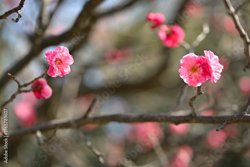 春を告げる紅梅の花（新潟県新潟市江南区）