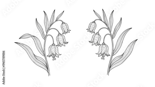 Detailed black and white engraving style illustration of two symmetrical lily of the valley stems with delicate flowers.