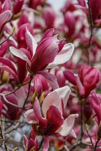 満開のモクレン01 2026