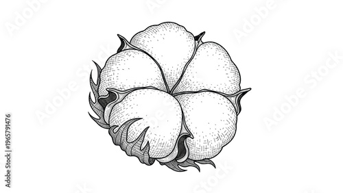 Detailed vintage engraving style illustration of a single cotton boll showing the soft fiber and protective outer casing.