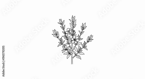 Delicate sketch of a flowering sprig with multiple buds and blooms