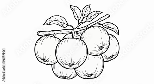Line art illustration of a cluster of apples with leaves on a branch