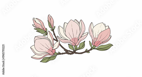 Pink magnolia flowers and buds on a branch
