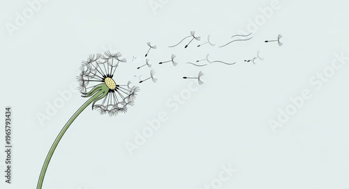 Dandelion Flower Blowing Seeds Away.