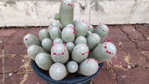 Mammillaria geminispina is distinguished by its sharp, white spines arranged densely like silver needles, and a thick covering of white hairs. It produces pink or dark red flowers.