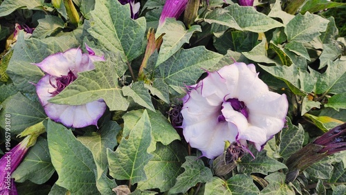 Datura metel is an herbaceous plant that branches into a bushy form. The stems and branches are purple, and the flowers are trumpet-shaped or bell-shaped with purple petals. It is used as a medicinal 